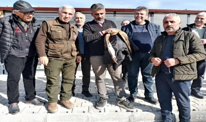 Malatya’da Yaralı Kızıl Şahin Duyarlı Vatandaşlarca Kurtarıldı