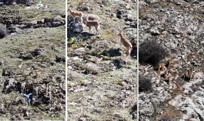 Dağ Keçileri Malatya’nın Doğal Zenginliğini Gözler Önüne Serdi