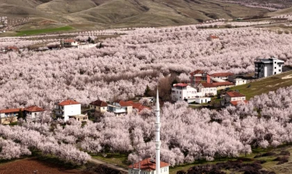 Malatya’da Kayısıda Don Değil Yağış Riski!