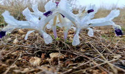 Nevruz Çiçekleri Dağları Renk Cümbüşüne Büründü