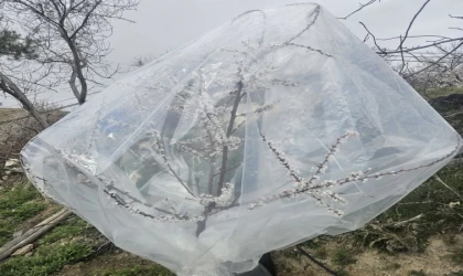 Kayısıda Don Tehlikesine Karşı Farklı Çözümler