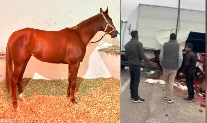 Malatya Girişinde At Nakil Aracı Kaza Yaptı