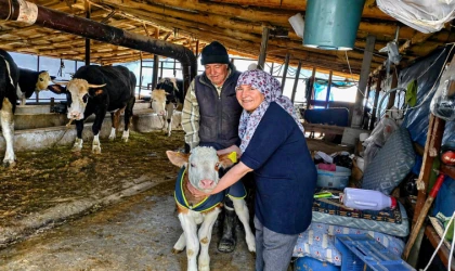 Malatya’da Buzağı Yetiştiricilerine Tam Destek