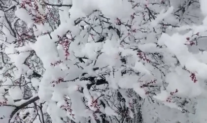 Malatya’da Kar, Kayısıda Don Riski!