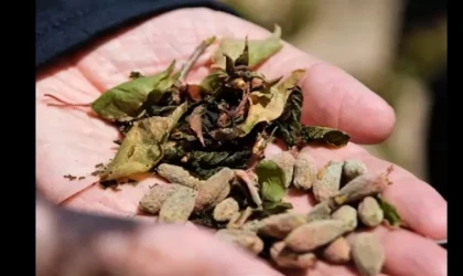 Malatya’da Zirai Don Riskine Karşı Üreticilere Kritik Uyarı