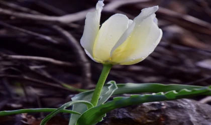 Türkiye Topraklarında Sadece Malatya’da Yetişiyor