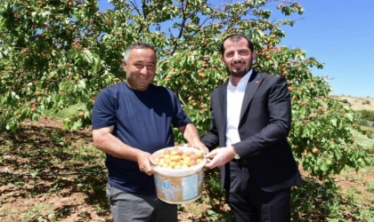Malatya Pütürge’de İlk Kayısı Hasadı Başladı