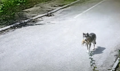 Malatya’da Aç Kalan Kurtlar Yerleşimlere İndi