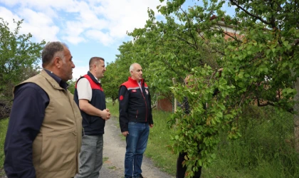 Malatya’da Kayısı Bahçelerinde Hasar Tespiti Başlatıldı