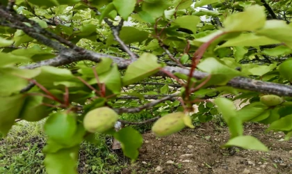 Malatya’da Kayısı Bahçelerini Dolu Vurdu