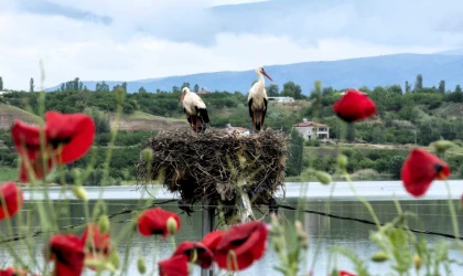 Malatya’da Leyleklerin Dünyasını Belgeleyen Fotoğrafçı!