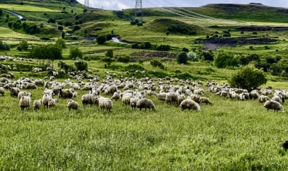 Malatya’da 150 Bin Lira Maaşa Çoban Bulunamıyor