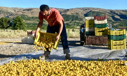 Malatya’da Kayısı Hasadı Öncesi İşçi Ücretleri Belli Oldu
