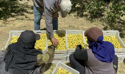 Malatya’da Kayısı’sında Hasat Sevinci
