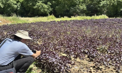 Japon Heyet Arapgir’de Mor Reyhan Üretimini İnceledi