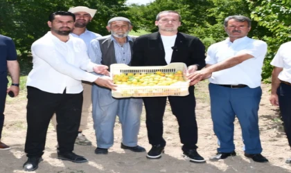 Karademir, Kayısı İçin TMO Acilen Devreye Girmeli"