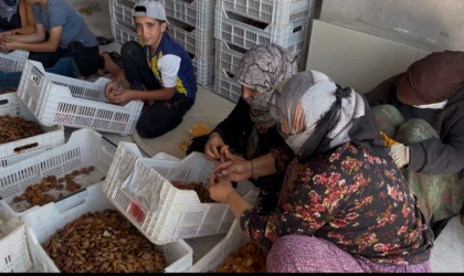 Kayısı Üreticisine Çağrı: Maliyetin Altında Satmayın!