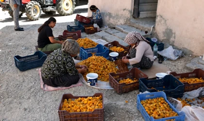Malatya’da Kayısı Üreticisinden TMO Çağrısı!