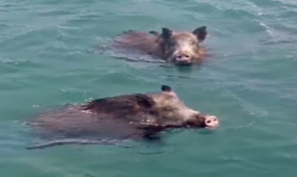 Karakaya Barajı’nda Yüzen Yaban Domuzları Kamerada!