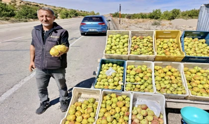 Kürecik’in Bal Armudu Tezgâhlarda Yerini Aldı