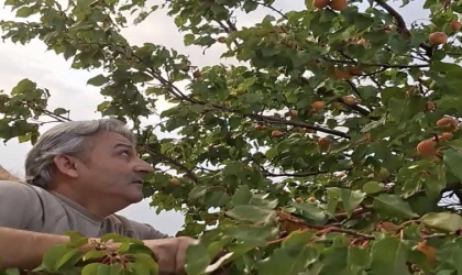Malatya’da Eylül’ün Sonunda Dalından Taze Kayısı Toplanıyor