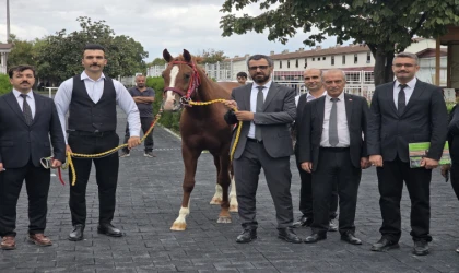 Veliefendi’de Sultansuyu Tayları İçin Milyonlar Yarıştı!